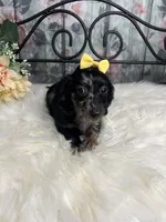 Magic, a female Dachshund for sale in Havana, AR – Photo 9 of 10