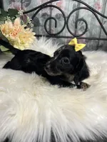 Magic, a female Dachshund for sale in Havana, AR – Photo 6 of 10