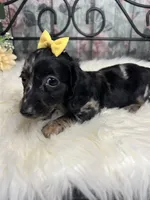 Magic, a female Dachshund for sale in Havana, AR – Photo 7 of 10