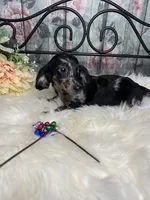 Magic, a female Dachshund for sale in Havana, AR – Photo 2 of 10