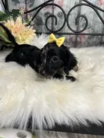 Magic, a female Dachshund for sale in Havana, AR – Photo 3 of 10