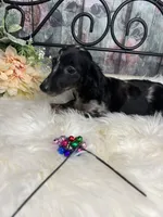 Magic, a female Dachshund for sale in Havana, AR – Photo 4 of 10