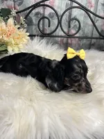 Magic, a female Dachshund for sale in Havana, AR – Photo 10 of 10