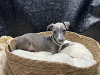 Becker, a male Italian Greyhound for sale in Havana, AR – 6 of 7