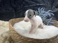 Giulia 1M, a male Italian Greyhound for sale in Havana, AR – 2 of 8