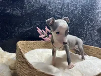 Till/Pete 5, a female Italian Greyhound for sale in Havana, AR – 1 of 10