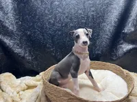 Babs, a female Italian Greyhound for sale in Havana, AR – 8 of 9