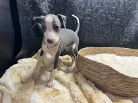 Babs, a female Italian Greyhound for sale in Havana, AR – 4 of 9