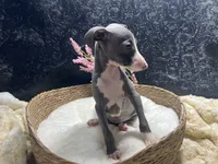 Pen/Bart, a female Italian Greyhound for sale in Havana, AR – 5 of 10