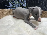 Easton, a male Italian Greyhound for sale in Havana, AR – 7 of 7