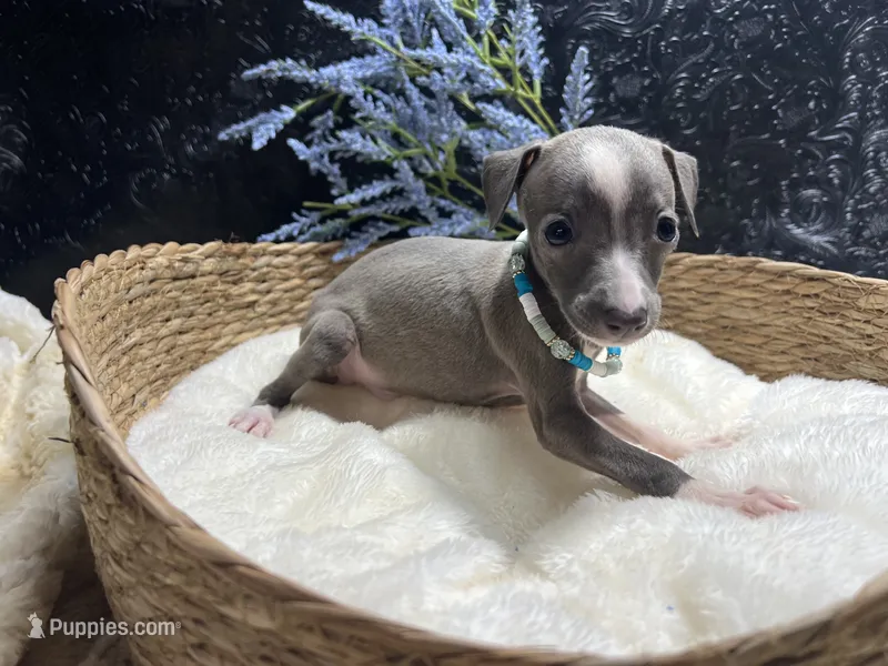 Till/Pete 2 – Italian Greyhound puppy for sale in Havana, AR