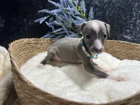 Till/Pete 2, a male Italian Greyhound for sale in Havana, AR – 1 of 8