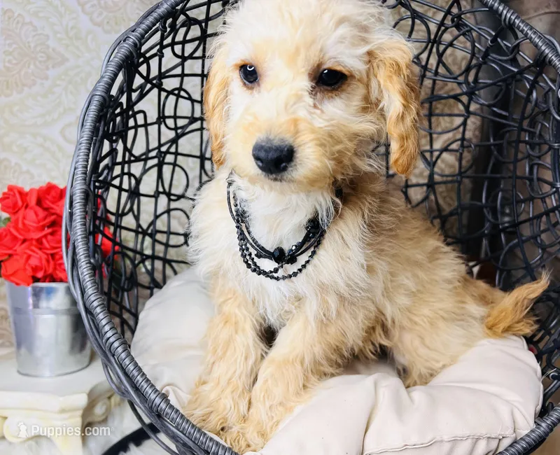 Luna, a female Goldendoodle for sale in Havana, AR – Photo 1 of 10