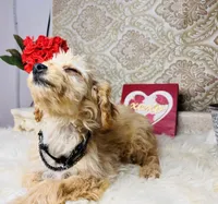 Luna, a female Goldendoodle for sale in Havana, AR – Photo 10 of 10