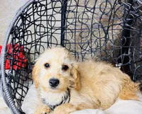 Luna, a female Goldendoodle for sale in Havana, AR – Photo 7 of 10