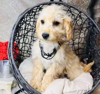 Luna, a female Goldendoodle for sale in Havana, AR – Photo 3 of 10