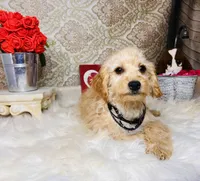Luna, a female Goldendoodle for sale in Havana, AR – Photo 2 of 10