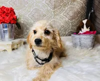 Luna, a female Goldendoodle for sale in Havana, AR – Photo 4 of 10