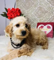 Luna, a female Goldendoodle for sale in Havana, AR – Photo 8 of 10