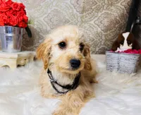 Luna, a female Goldendoodle for sale in Havana, AR – Photo 9 of 10