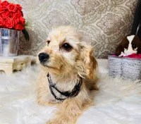 Luna, a female Goldendoodle for sale in Havana, AR – Photo 6 of 10