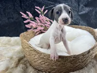 Giulia 6F, a female Italian Greyhound for sale in Havana, AR – 3 of 8