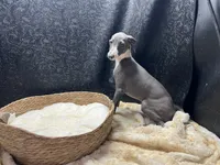 Barts boy, a male Italian Greyhound for sale in Havana, AR – 7 of 10