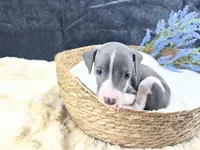 Giulia 3M, a male Italian Greyhound for sale in Havana, AR – 4 of 8