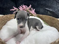 Giulia 2F, a female Italian Greyhound for sale in Havana, AR – 9 of 9