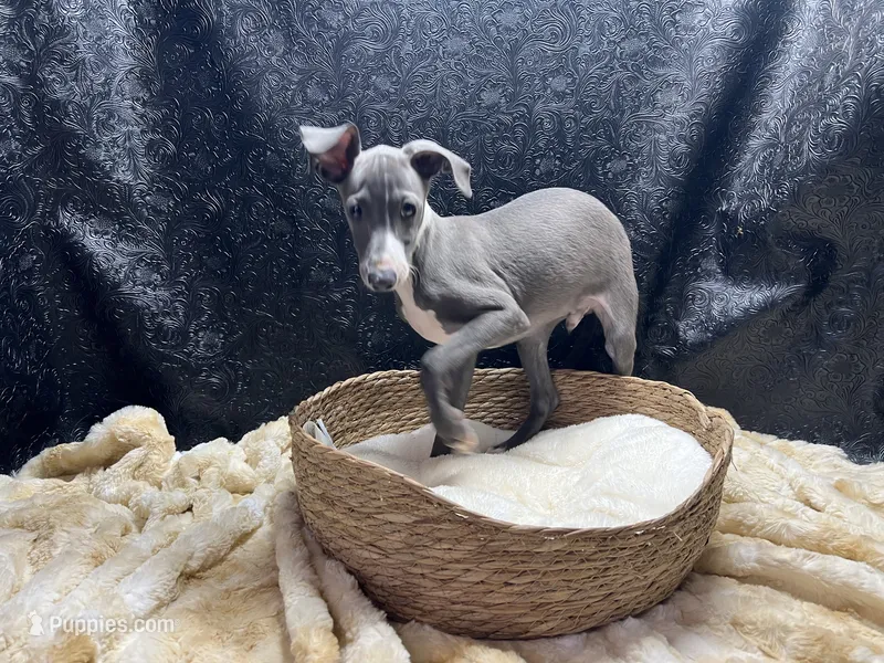Barts boy – Italian Greyhound puppy for sale in Havana, AR