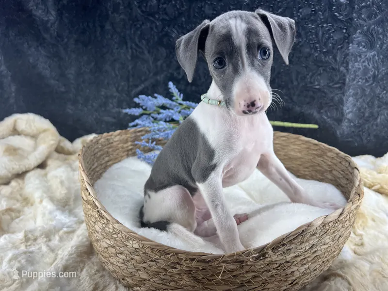 Piper 2 M – Italian Greyhound puppy for sale in Havana, AR