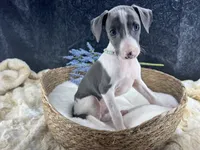 Piper 2 M, a male Italian Greyhound for sale in Havana, AR – 1 of 10