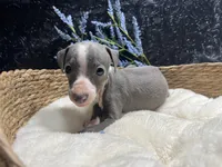 Till/Pete 4, a male Italian Greyhound for sale in Havana, AR – 4 of 8