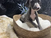 Pen/Bart 2, a male Italian Greyhound for sale in Havana, AR – 4 of 9
