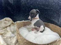 Piper 1 F, a female Italian Greyhound for sale in Havana, AR – 6 of 8