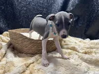 Bobby, a male Italian Greyhound for sale in Havana, AR – 8 of 8