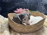 Till/Pete 3, a female Italian Greyhound for sale in Havana, AR – 2 of 8