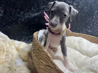Storm 3, a female Italian Greyhound for sale in Havana, AR – 2 of 9