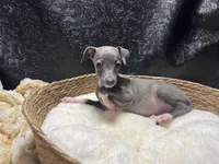 Milly, a female Italian Greyhound for sale in Havana, AR – 2 of 7