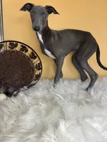 Gia boy, a male Italian Greyhound for sale in Havana, AR – Photo 3 of 6