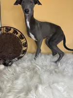 Gia boy, a male Italian Greyhound for sale in Havana, AR – Photo 6 of 6