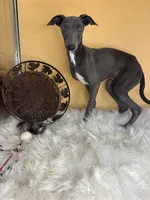 Gia boy, a male Italian Greyhound for sale in Havana, AR – Photo 4 of 6