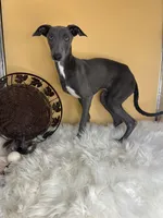 Gia boy, a male Italian Greyhound for sale in Havana, AR – Photo 2 of 6