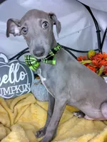 Pauly, a male Italian Greyhound for sale in Havana, AR – Photo 3 of 6