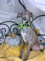 Pauly, a male Italian Greyhound for sale in Havana, AR – Photo 5 of 6