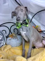 Pauly, a male Italian Greyhound for sale in Havana, AR – Photo 2 of 6