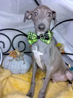 Pauly, a male Italian Greyhound for sale in Havana, AR – Photo 6 of 6