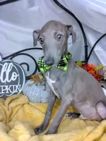 Pauly, a male Italian Greyhound for sale in Havana, AR – Photo 4 of 6