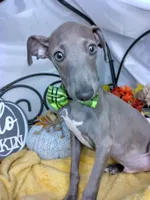 Pauly, a male Italian Greyhound for sale in Havana, AR – Photo 1 of 6