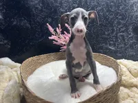 Pen/Bart, a female Italian Greyhound for sale in Havana, AR – 4 of 10